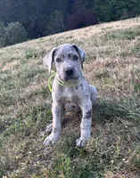 Merle Male Green Collar, a male Great Dane for sale in Portland, OR – 3 of 5