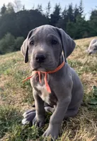 Blue Female Orange Collar, a female Great Dane for sale in Portland, OR – 1 of 7
