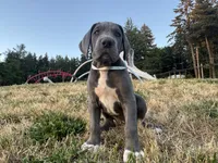 Blue Female White Collar, a male Great Dane for sale in Portland, OR – 7 of 8
