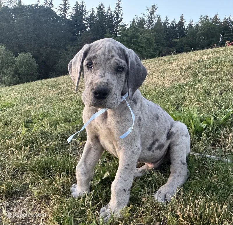 Merle Male Ice Blue Collar – Great Dane puppy for sale in Portland, OR