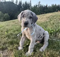Merle Male Ice Blue Collar, a male Great Dane for sale in Portland, OR – 1 of 5