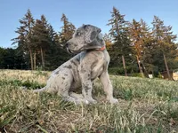 Merle Female Orange Collar, a female Great Dane for sale in Portland, OR – 3 of 4