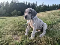 Merle Male Ice Blue Collar, a male Great Dane for sale in Portland, OR – 3 of 5