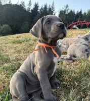 Blue Female Orange Collar, a female Great Dane for sale in Portland, OR – 4 of 7