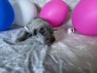 Merle Male Ice Blue Collar, a male Great Dane for sale in Portland, OR – 2 of 5
