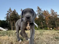 Blue Female White Collar, a male Great Dane for sale in Portland, OR – 6 of 8