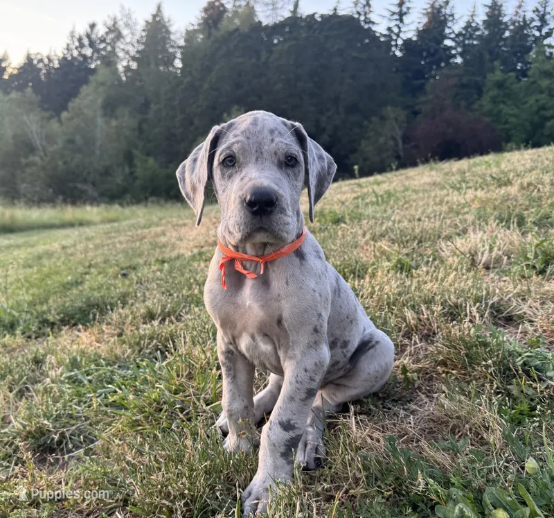 Merle Female Orange Collar – Great Dane puppy for sale in Portland, OR