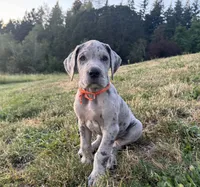 Merle Female Orange Collar, a female Great Dane for sale in Portland, OR – 1 of 4