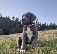 Blue Female White Collar, a male Great Dane for sale in Portland, OR – 1 of 8