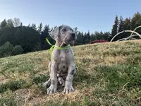 Merle Male Green Collar, a male Great Dane for sale in Portland, OR – 4 of 5