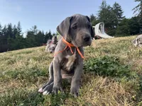 Blue Female Orange Collar, a female Great Dane for sale in Portland, OR – 6 of 7