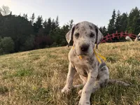 Merle Female Yellow Collar, a female Great Dane for sale in Portland, OR – 4 of 5