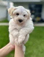 Cashmere, a female Miniature Schnauzer for sale in Port Arthur, TX – Photo 1 of 4