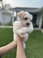 Cashmere, a female Miniature Schnauzer for sale in Port Arthur, TX – Photo 3 of 4