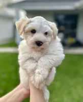 Cashmere, a female Miniature Schnauzer for sale in Port Arthur, TX – Photo 2 of 4