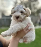 Max, a female Miniature Schnauzer for sale in Port Arthur, TX – Photo 2 of 3
