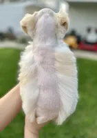 Max, a female Miniature Schnauzer for sale in Port Arthur, TX – Photo 3 of 3