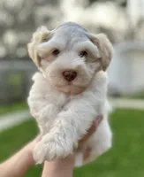 Max, a female Miniature Schnauzer for sale in Port Arthur, TX – Photo 1 of 3