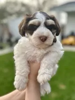 Zeus, a male Miniature Schnauzer for sale in Port Arthur, TX – Photo 1 of 4