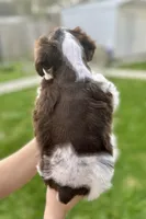 Zeus, a male Miniature Schnauzer for sale in Port Arthur, TX – Photo 4 of 4