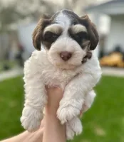 Zeus, a male Miniature Schnauzer for sale in Port Arthur, TX – Photo 3 of 4