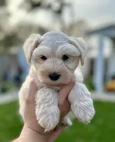 Bear, a male Miniature Schnauzer for sale in Port Arthur, TX – Photo 2 of 3