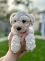 Bear, a male Miniature Schnauzer for sale in Port Arthur, TX – Photo 3 of 3