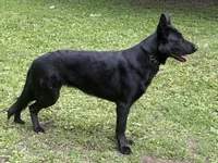 Lyric, a female German Shepherd Dog for sale in Waukesha, WI – 4 of 5