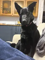 Lyric, a female German Shepherd Dog for sale in Waukesha, WI – 2 of 5