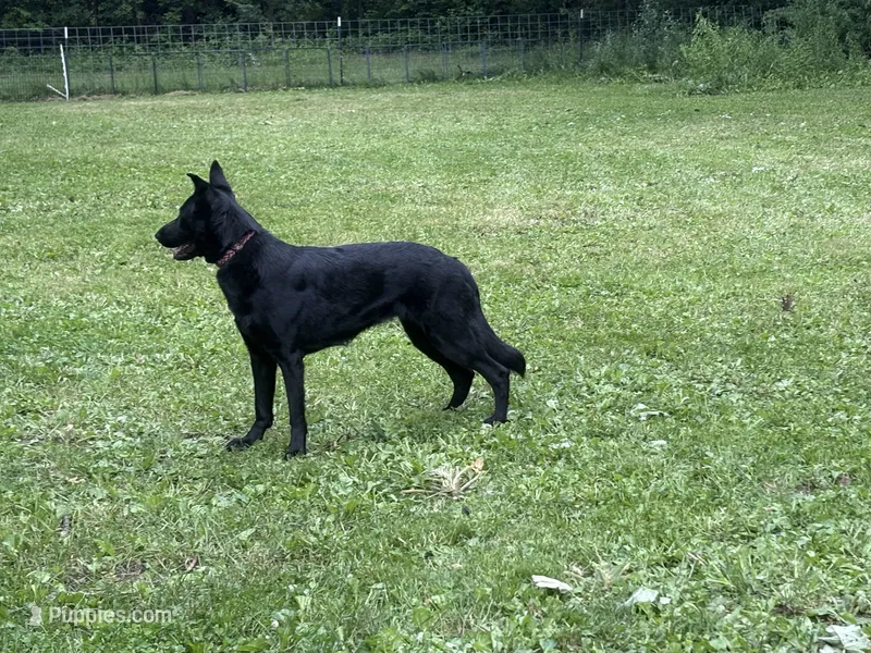 Lyric – German Shepherd Dog puppy for sale in Waukesha, WI