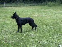 Lyric, a female German Shepherd Dog for sale in Waukesha, WI – 1 of 5