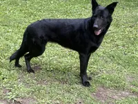 Lyric, a female German Shepherd Dog for sale in Waukesha, WI – 3 of 5