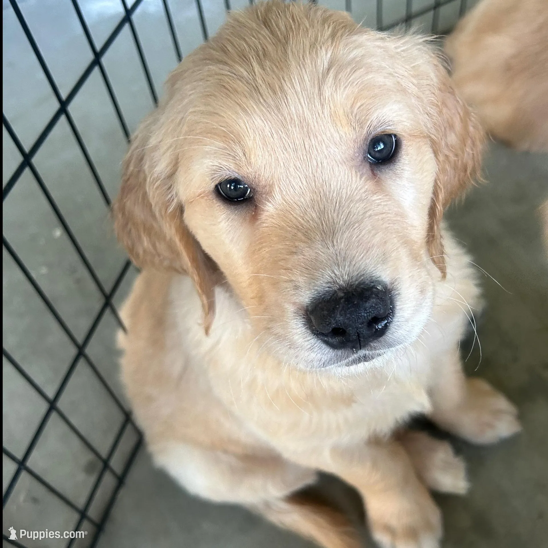 MIA – Golden Retriever puppy for sale in Menifee, CA