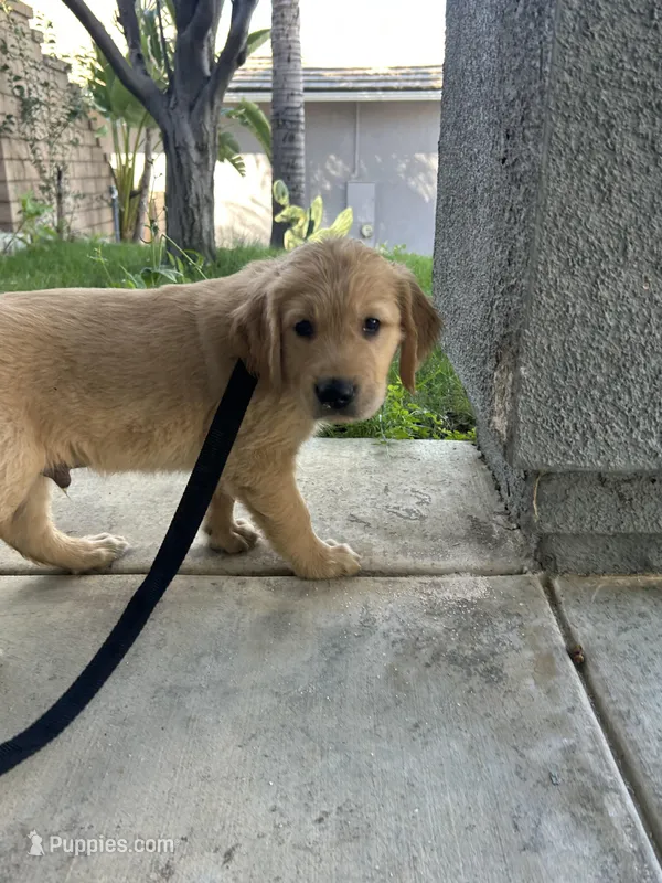 Blue – Golden Retriever puppy for sale in Menifee, CA
