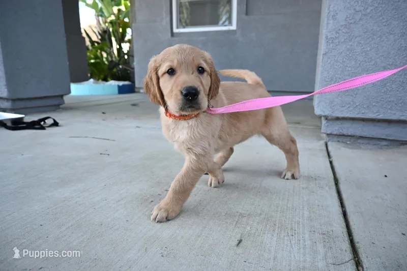 Bingo – Golden Retriever puppy for sale in Menifee, CA