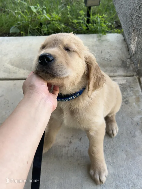 Bud – Golden Retriever puppy for sale in Menifee, CA