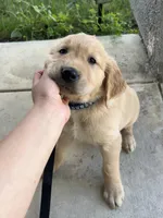 Bud, a male Golden Retriever for sale in Menifee, CA – Photo 2 of 2