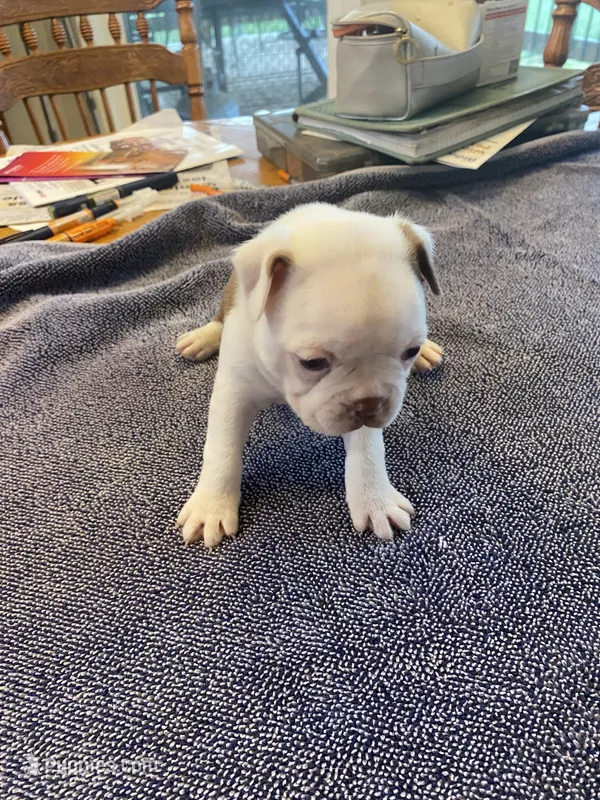 Crisco – Boston Terrier puppy for sale in Gray Court, SC