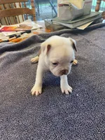 Crisco, a male Boston Terrier for sale in Gray Court, SC – 1 of 3