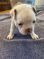 Crisco, a male Boston Terrier for sale in Gray Court, SC – 2 of 3