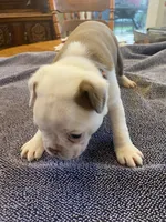 Crisco, a male Boston Terrier for sale in Gray Court, SC – 3 of 3