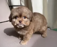 Toffee, a male Shih Tzu for sale in Raleigh, NC – Photo 5 of 7