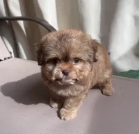 Toffee, a male Shih Tzu for sale in Raleigh, NC – Photo 1 of 7