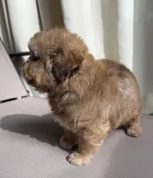 Toffee, a male Shih Tzu for sale in Raleigh, NC – Photo 3 of 7