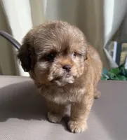 Toffee, a male Shih Tzu for sale in Raleigh, NC – Photo 2 of 7