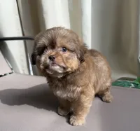 Toffee, a male Shih Tzu for sale in Raleigh, NC – Photo 4 of 7