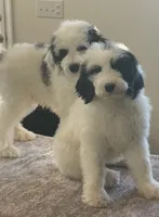 Tux and Sable, a male Pyredoodle for sale in Raleigh, NC – Photo 1 of 6