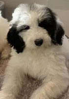 Tux and Sable, a male Pyredoodle for sale in Raleigh, NC – Photo 3 of 6