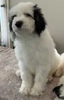 Tux and Sable, a male Pyredoodle for sale in Raleigh, NC – Photo 2 of 6