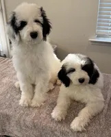 Tux and Sable, a male Pyredoodle for sale in Raleigh, NC – Photo 6 of 6